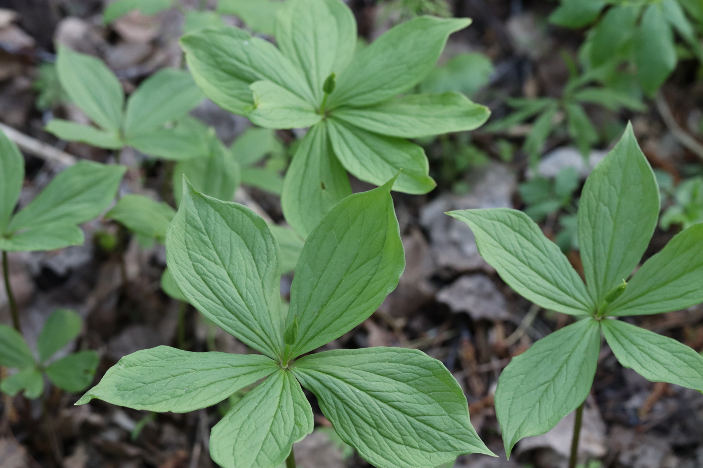 Изображение особи Paris quadrifolia.