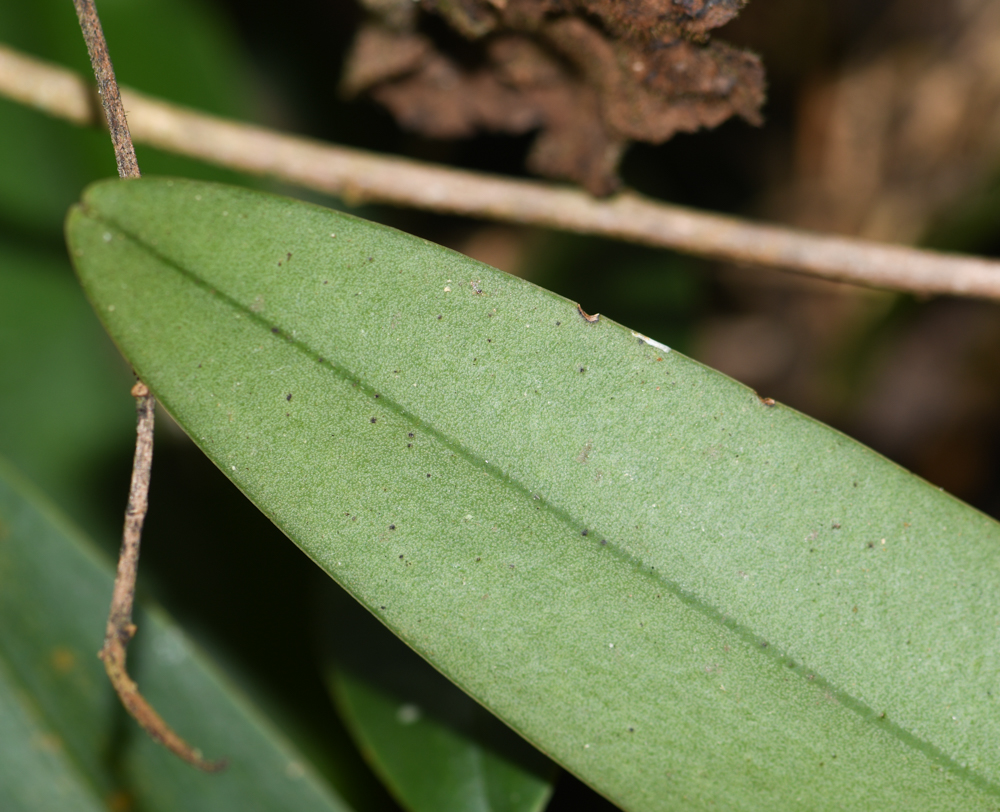 Image of Stelis quinquenervia specimen.