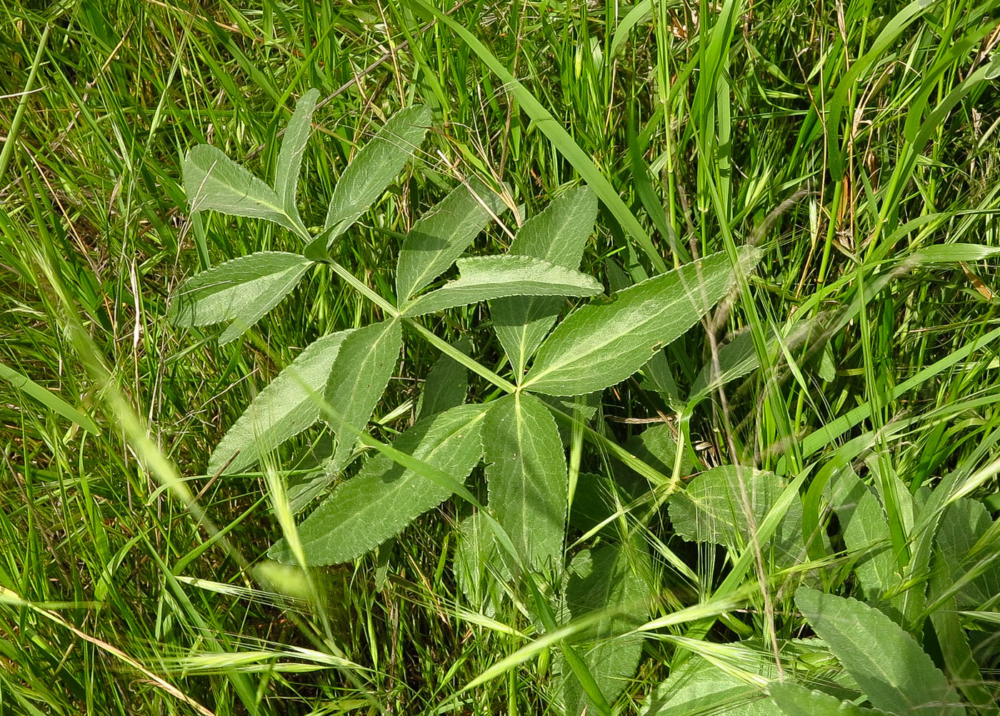 Image of Smyrnium olusatrum specimen.