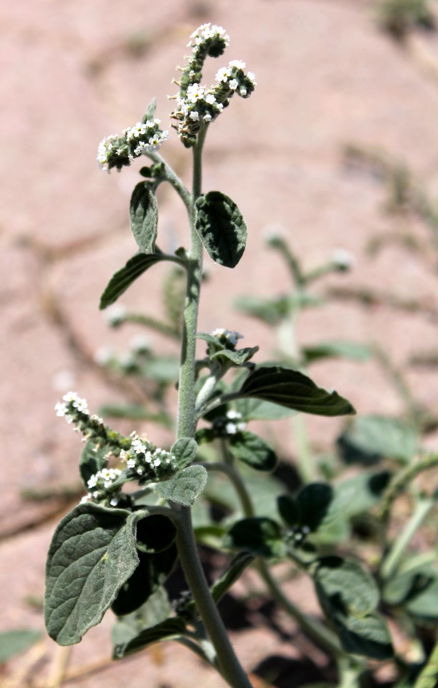 Изображение особи Heliotropium ellipticum.