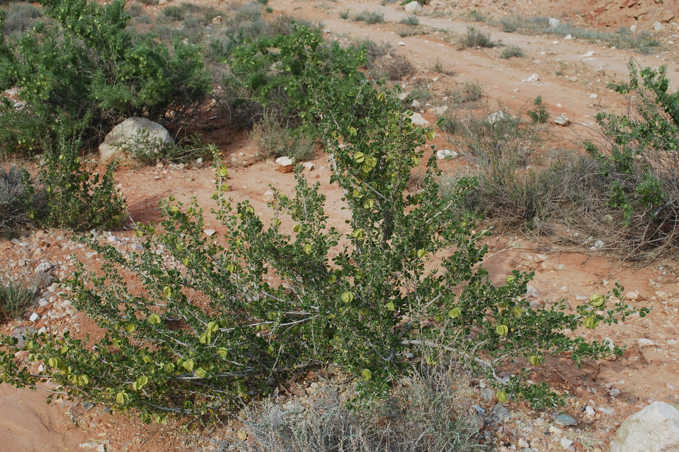 Image of Zygophyllum atriplicoides specimen.