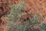 genus Calligonum. Верхняя часть плодоносящего растения. Узбекистан, Ферганская обл., горы Кампиркок, пестроцветы. 19.05.2021.