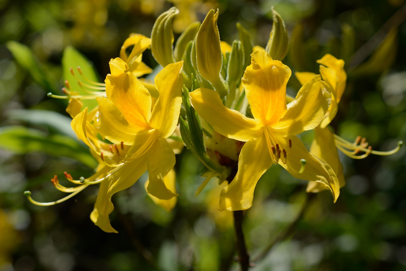 Image of Rhododendron luteum specimen.