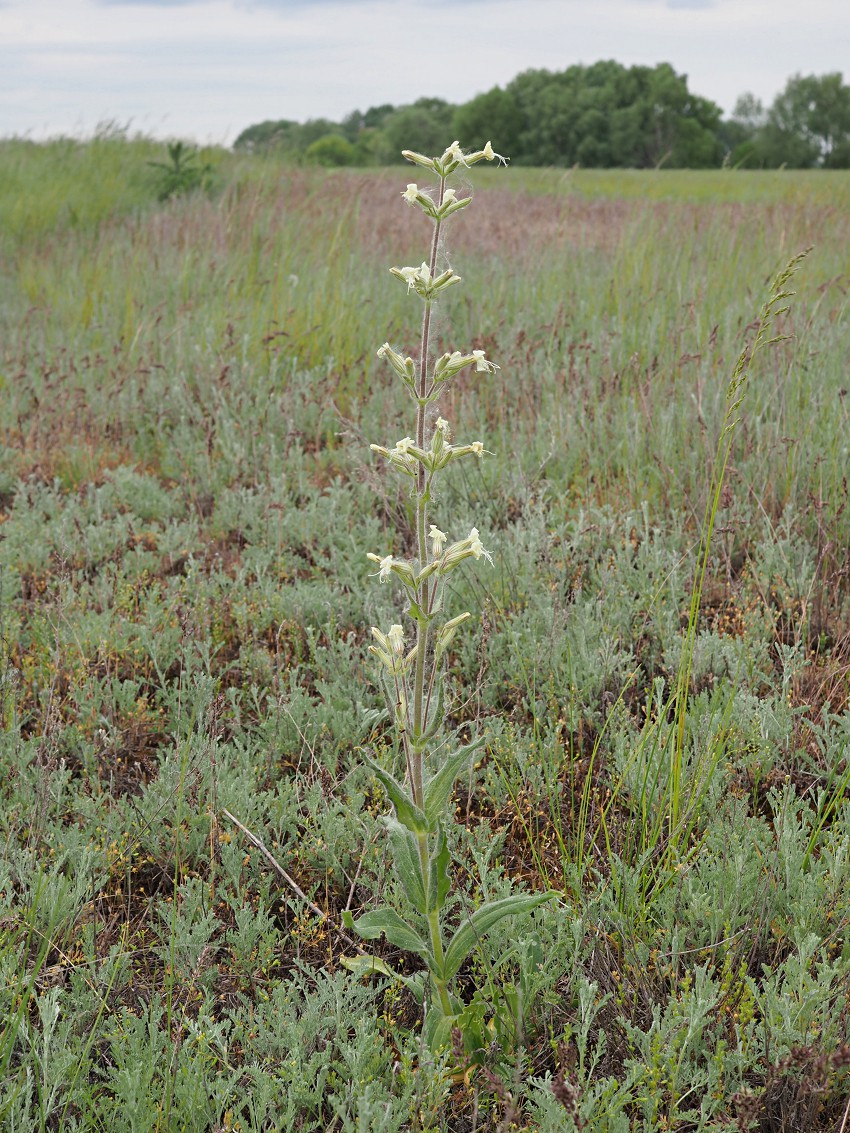 Изображение особи Silene viscosa.