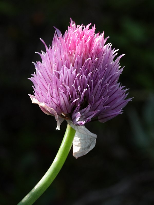 Изображение особи Allium schoenoprasum.