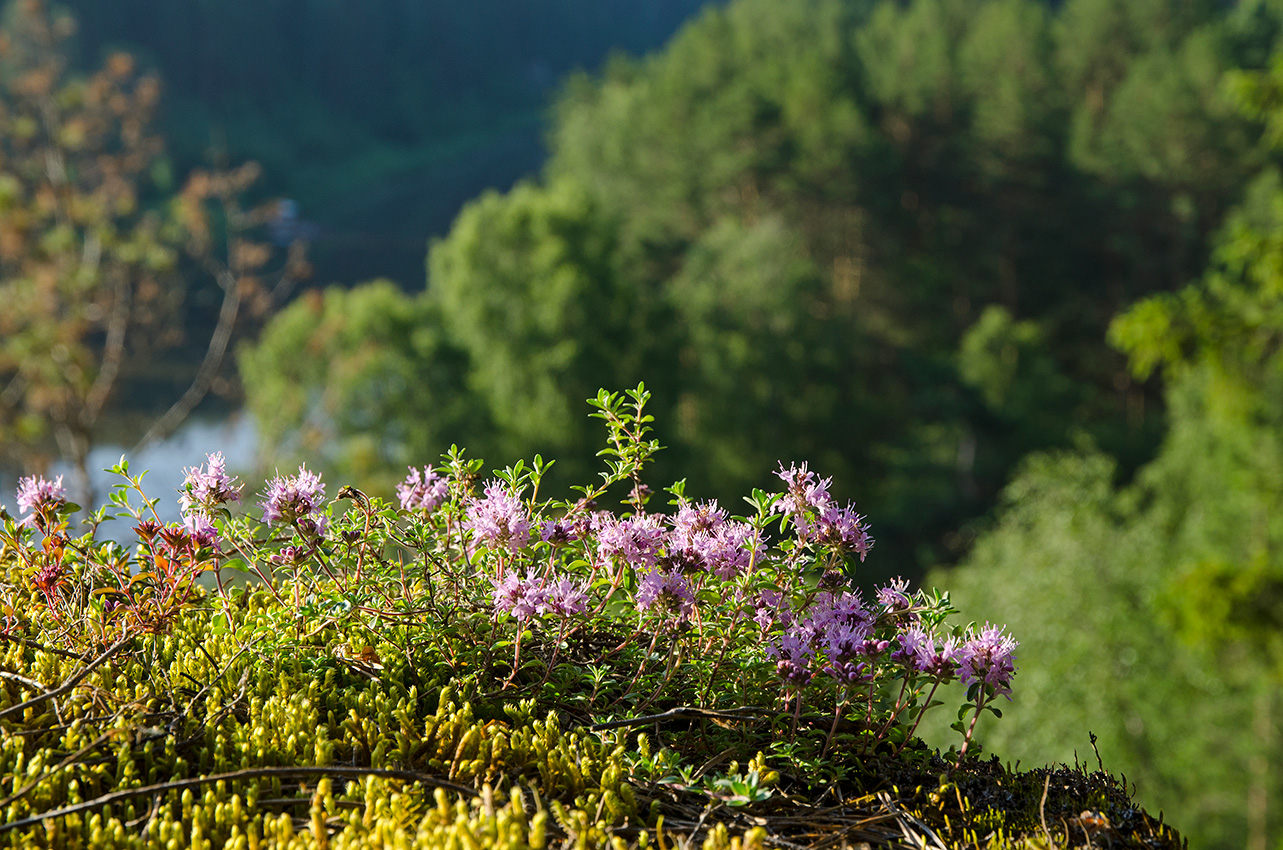 Image of genus Thymus specimen.