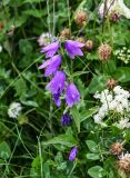 Campanula rapunculoides. Верхушка цветущего растения. Чечня, Веденский р-н, с. Хой, ≈ 1800 м н.у.м., луговой склон. 25.07.2022.