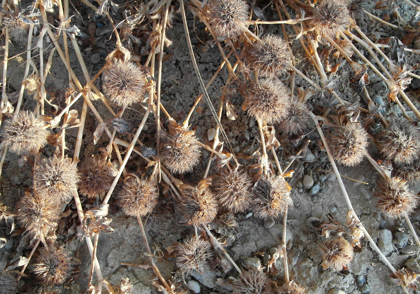 Image of genus Trifolium specimen.