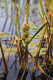 Sparganium japonicum