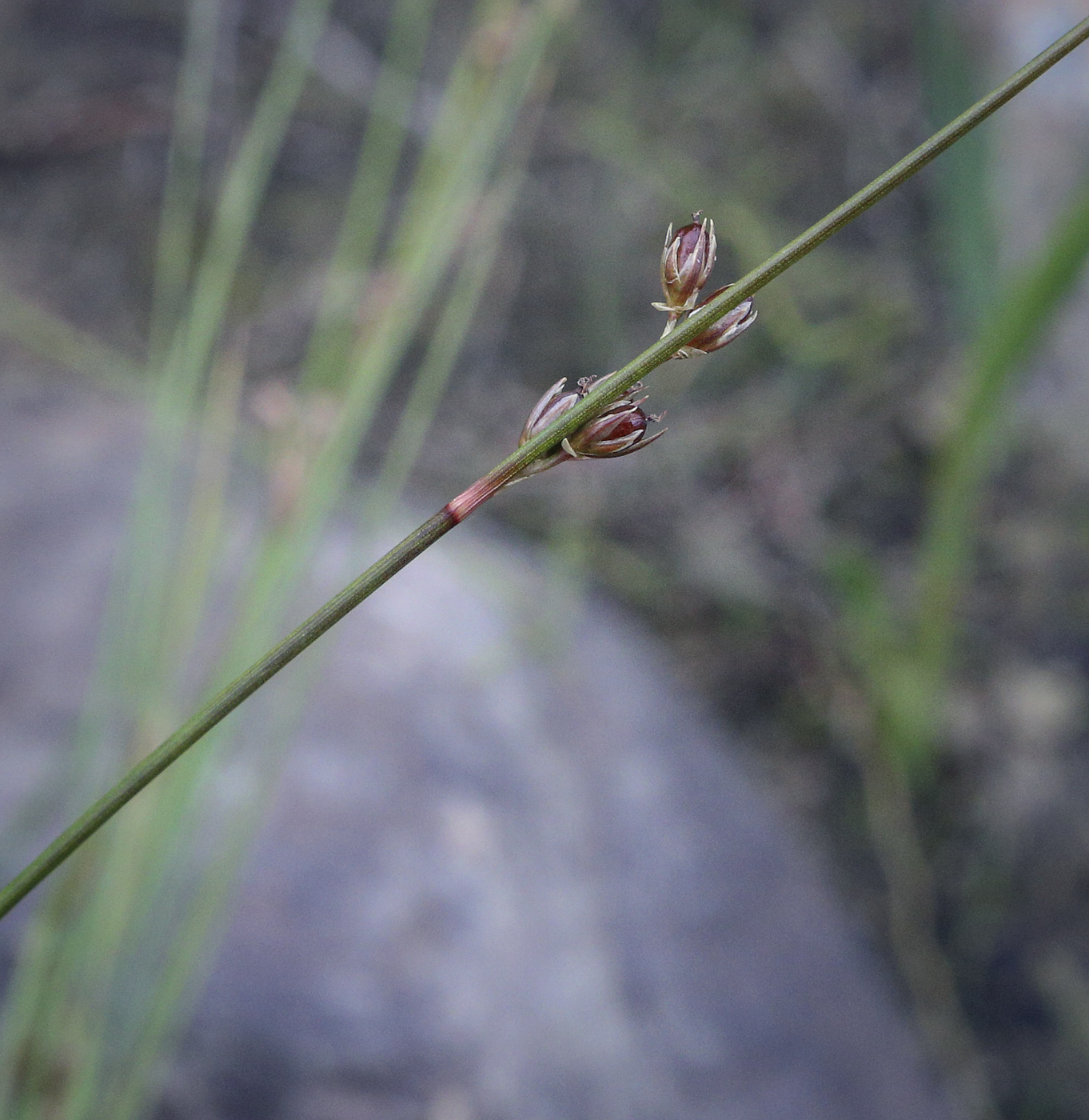 Изображение особи Juncus filiformis.