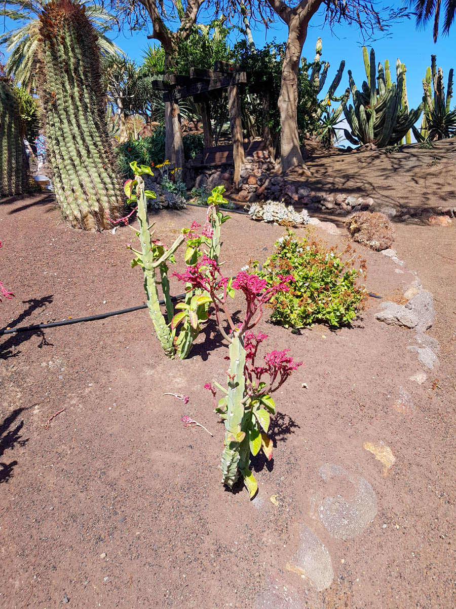 Image of Euphorbia neococcinea specimen.