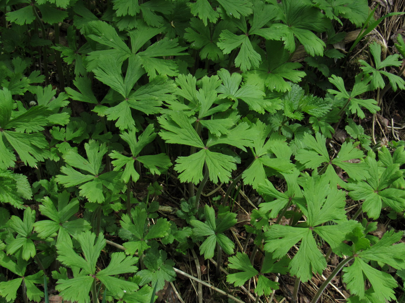 Изображение особи Anemone baicalensis ssp. occidentali-sajanensis.