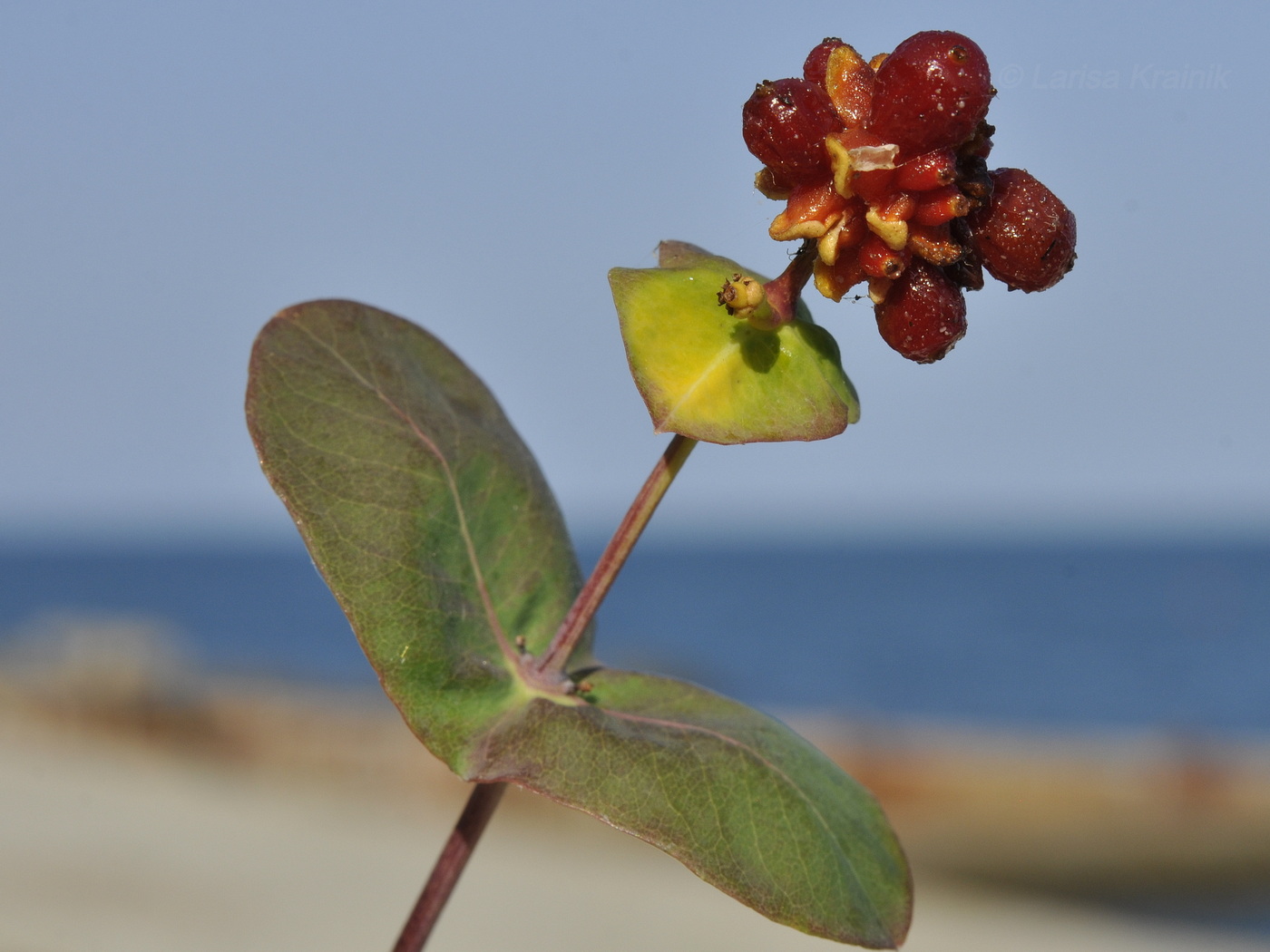 Изображение особи Lonicera etrusca.