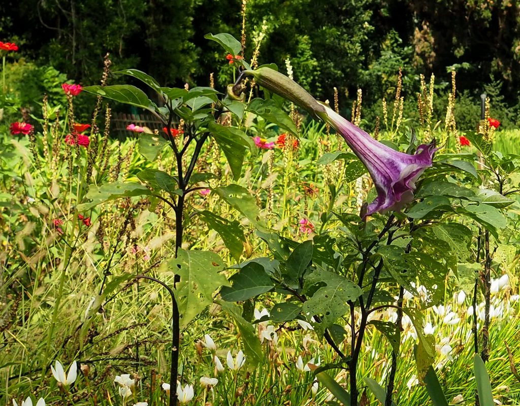 Image of Datura metel specimen.