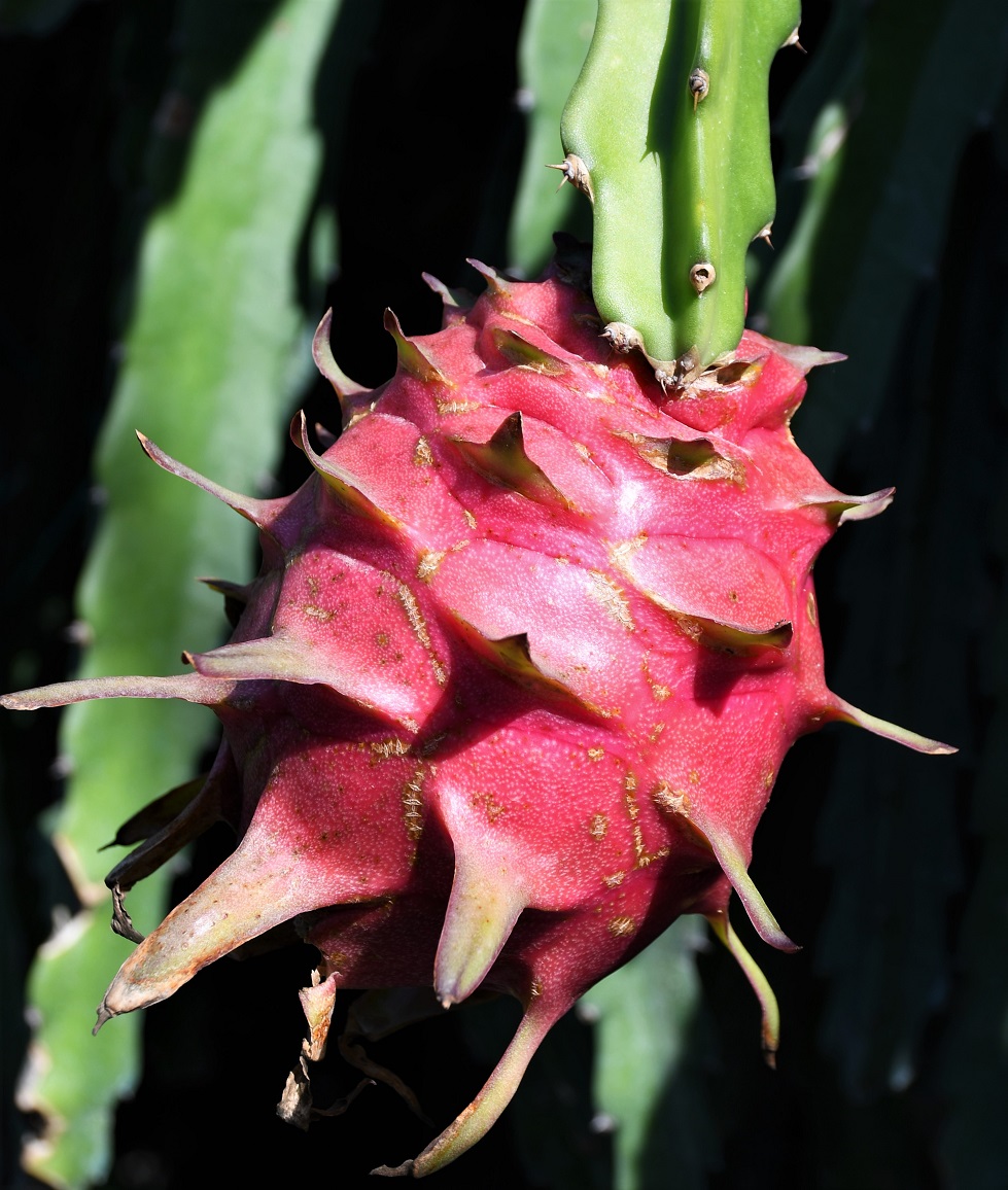 Image of genus Hylocereus specimen.