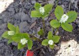 Chloranthus quadrifolius