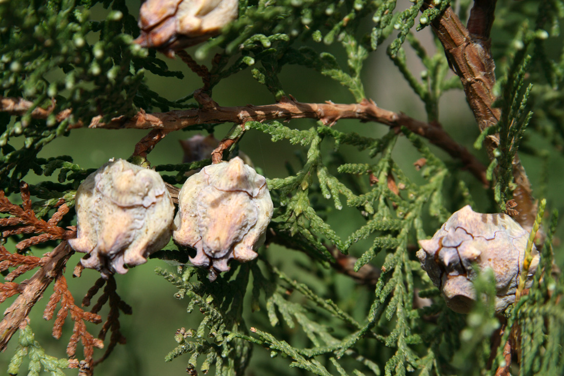 Image of Platycladus orientalis specimen.