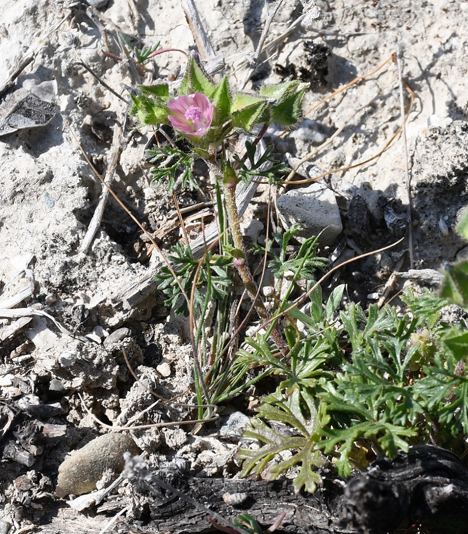 Image of Malva aegyptia specimen.