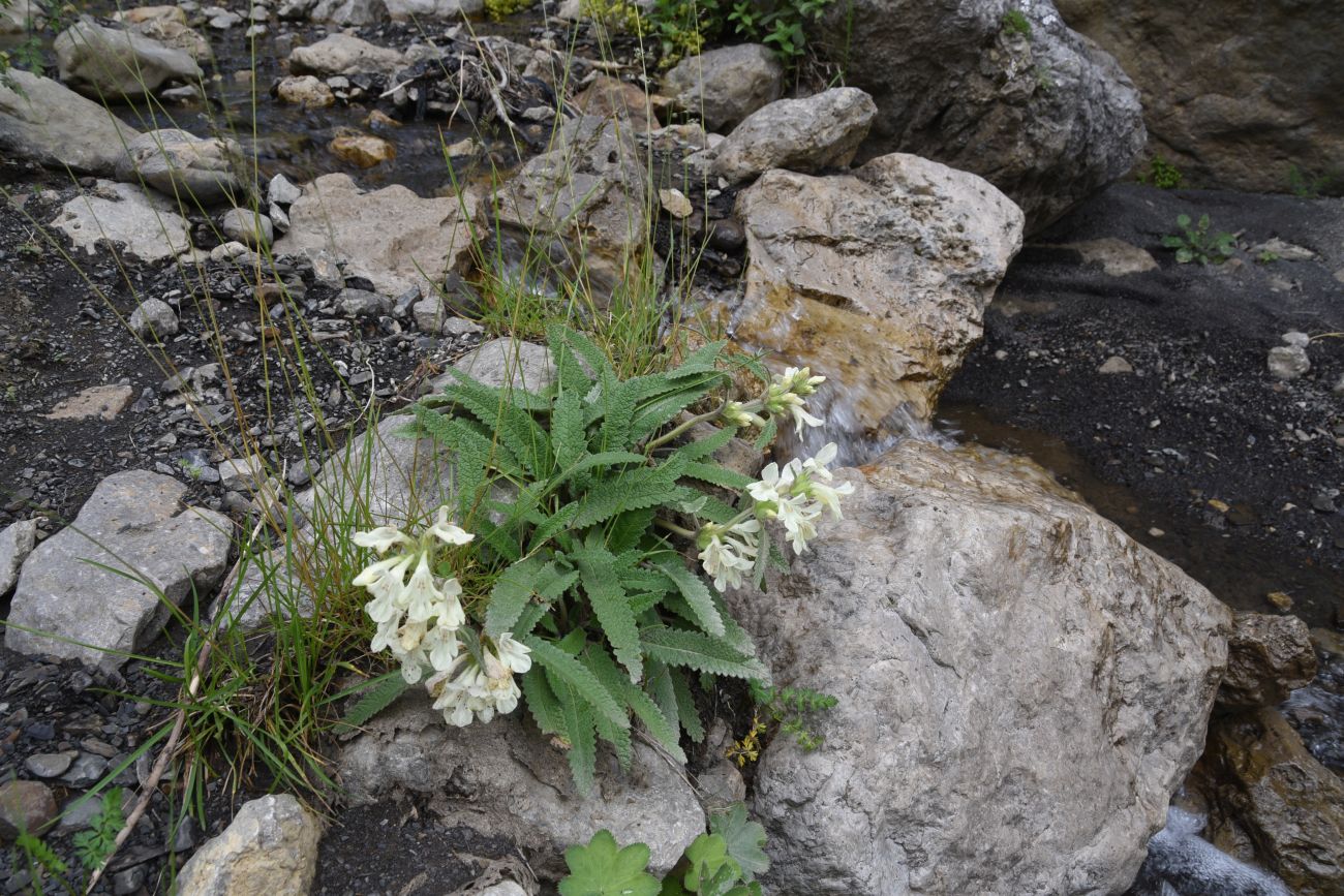 Image of Betonica ossetica specimen.