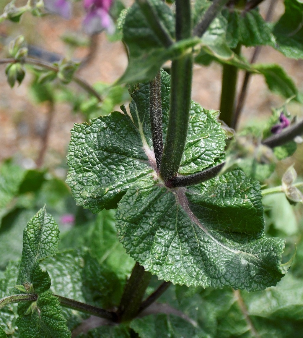 Изображение особи Salvia hierosolymitana.