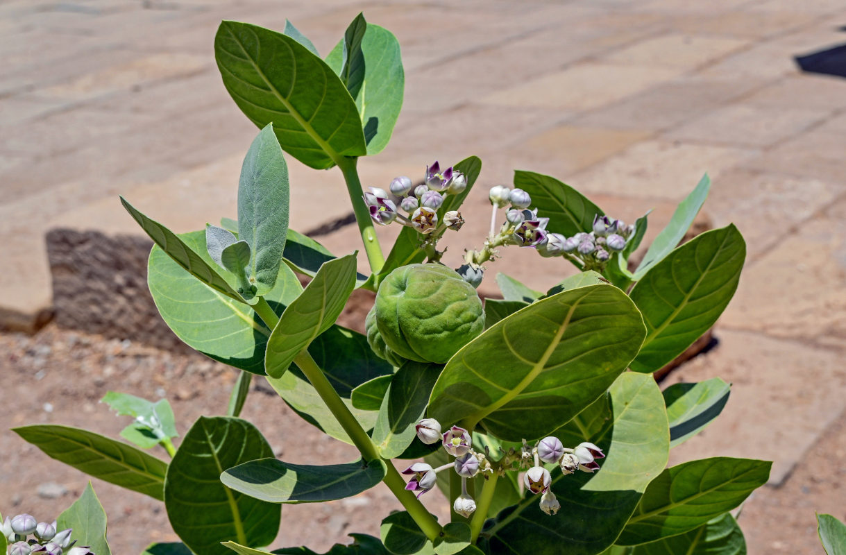 Изображение особи Calotropis procera.