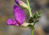 Vicia pyrenaica. Цветок. Испания, автономное сообщество Каталония, провинция Барселона, комарка Бергеда, муниципалитет Сальдес, подножие горы Педрафорка, окр. смотр. площадки \"Гресолет\", 1557 м н.у.м., берег горного ручья, среди камней осыпи. 11.06.2023.