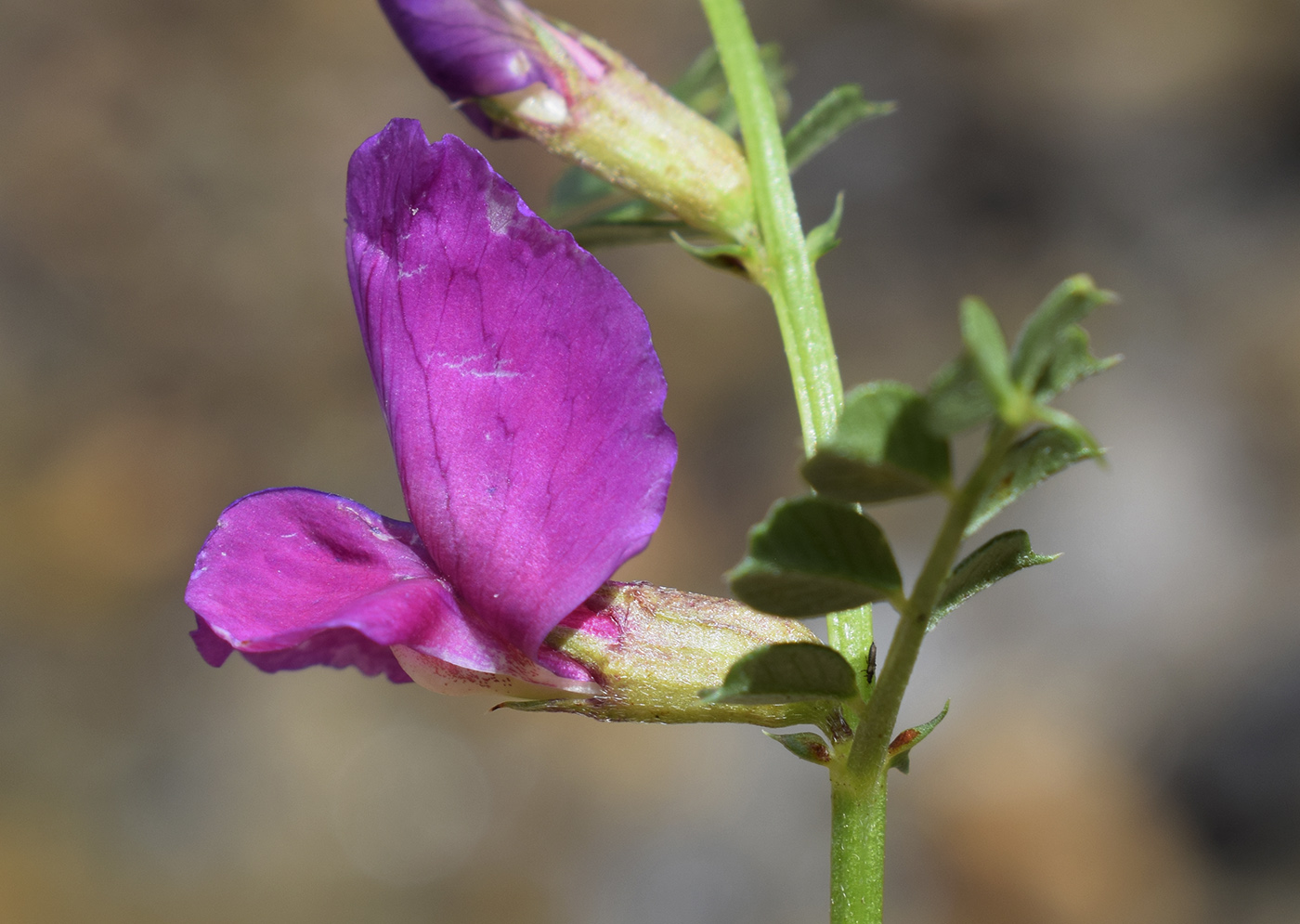 Image of Vicia pyrenaica specimen.