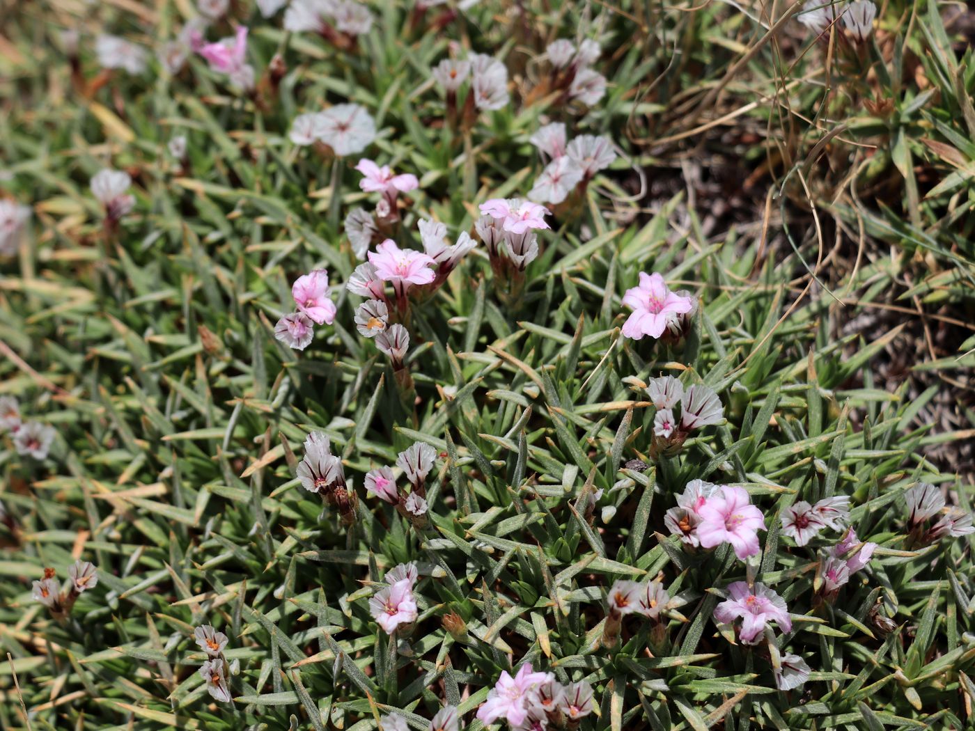 Image of Acantholimon korolkowii specimen.