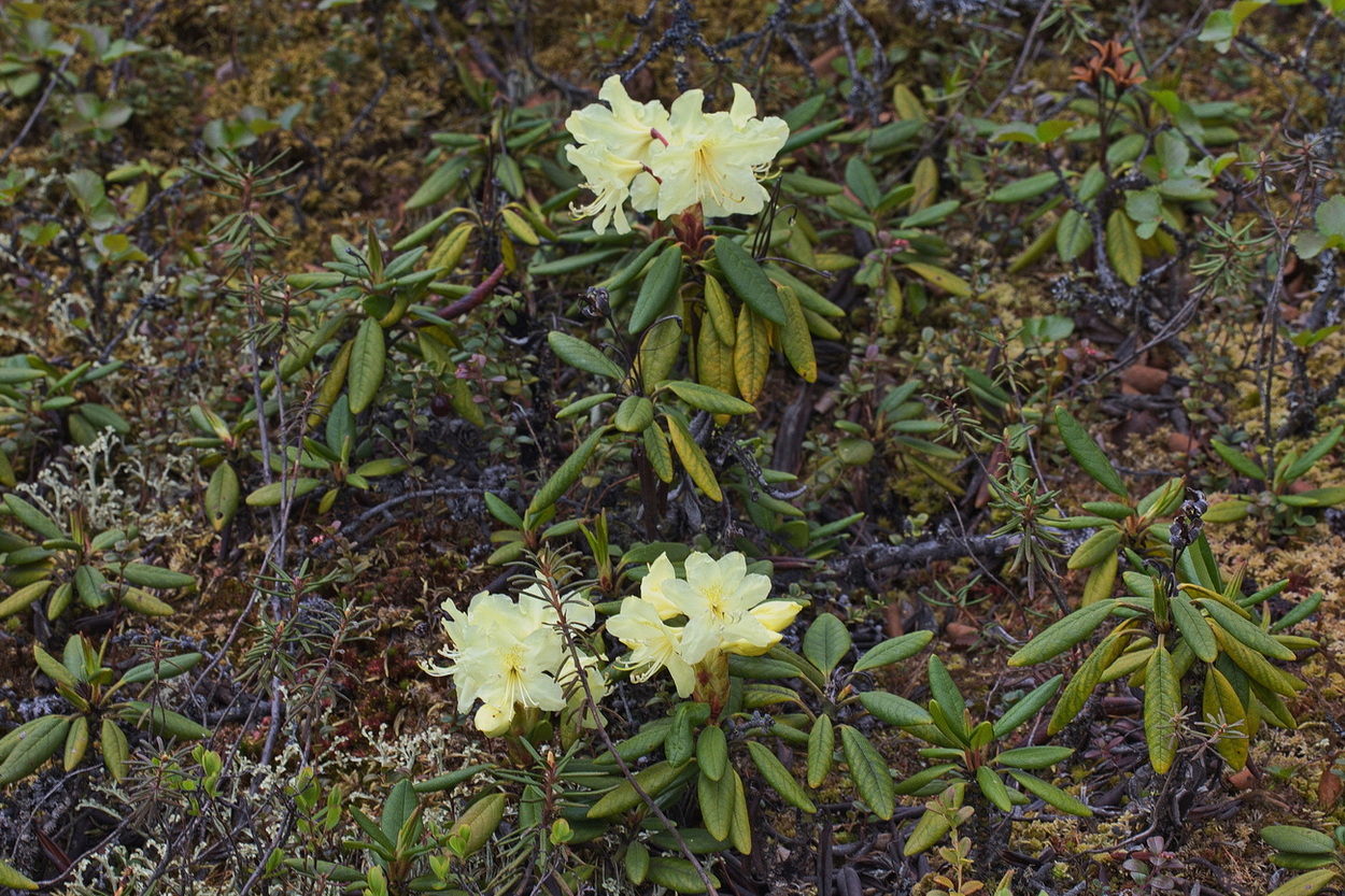 Изображение особи Rhododendron aureum.