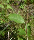 genus Salix. Верхушка обломанного побега. Чечня, Итум-Калинский р-н, окр. ур. Цамадой, выс. 1930 м н.у.м., берег ручья. 6 августа 2023 г.