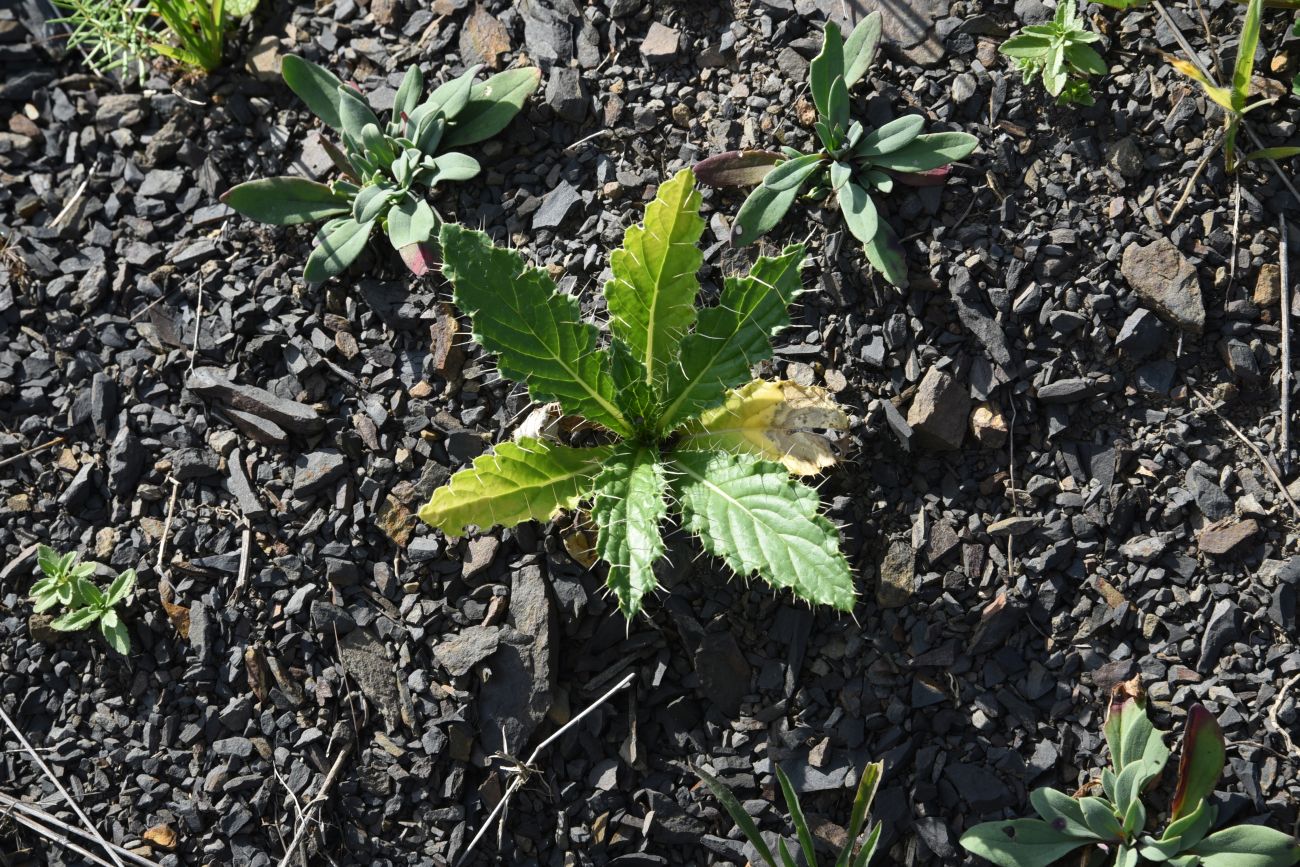 Image of familia Asteraceae specimen.