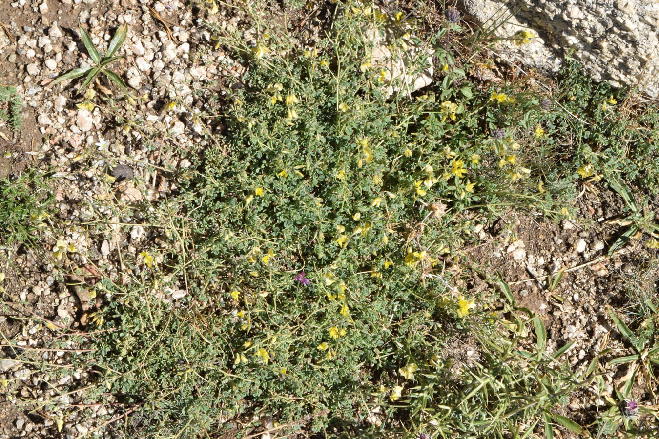 Image of Melilotoides aristata specimen.