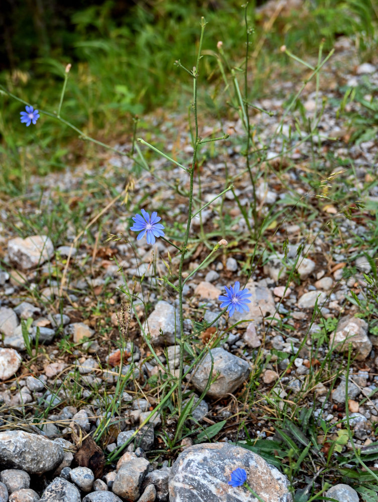 Image of Cichorium intybus specimen.