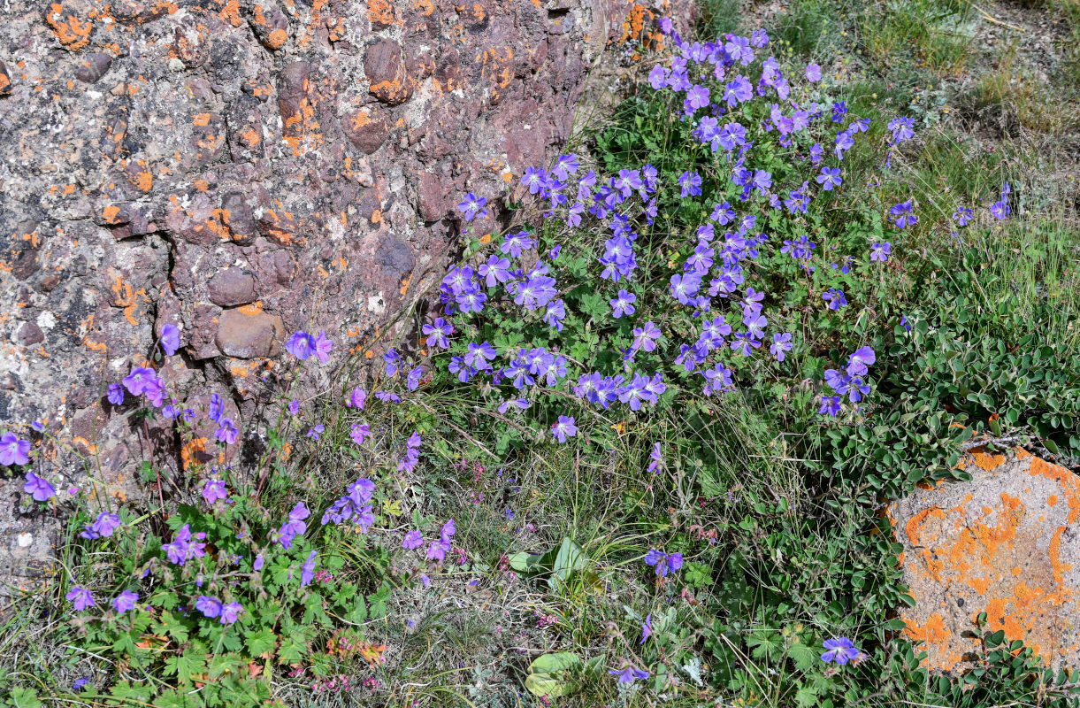 Image of Geranium saxatile specimen.