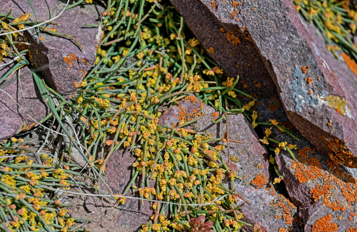 Image of genus Ephedra specimen.