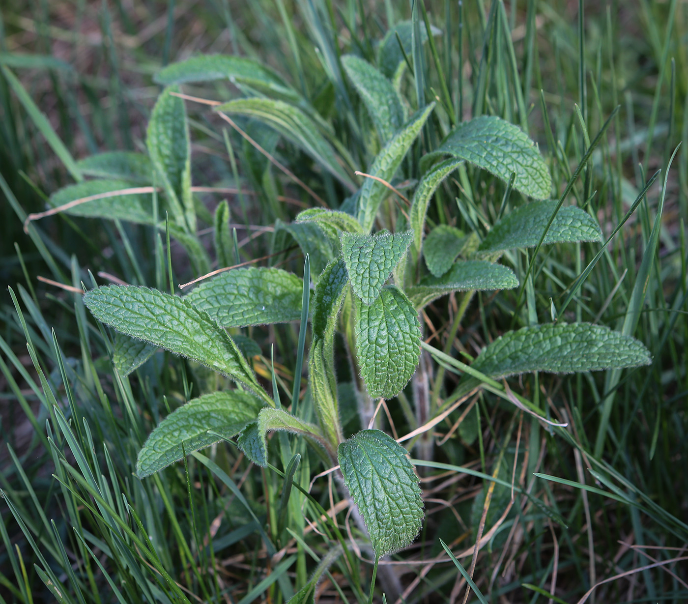 Image of Stachys recta specimen.