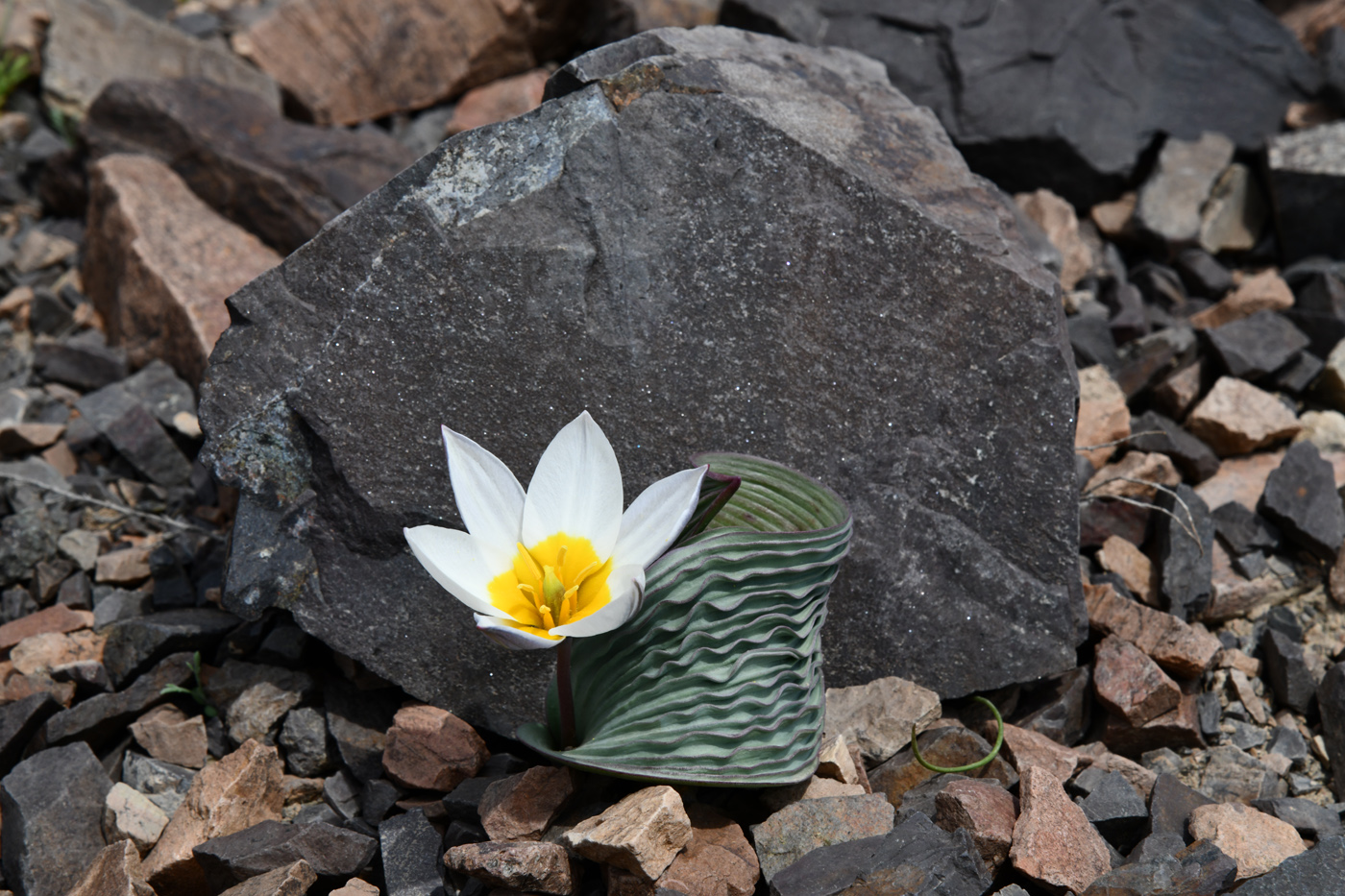 Image of Tulipa regelii specimen.