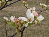 Pyrus ussuriensis