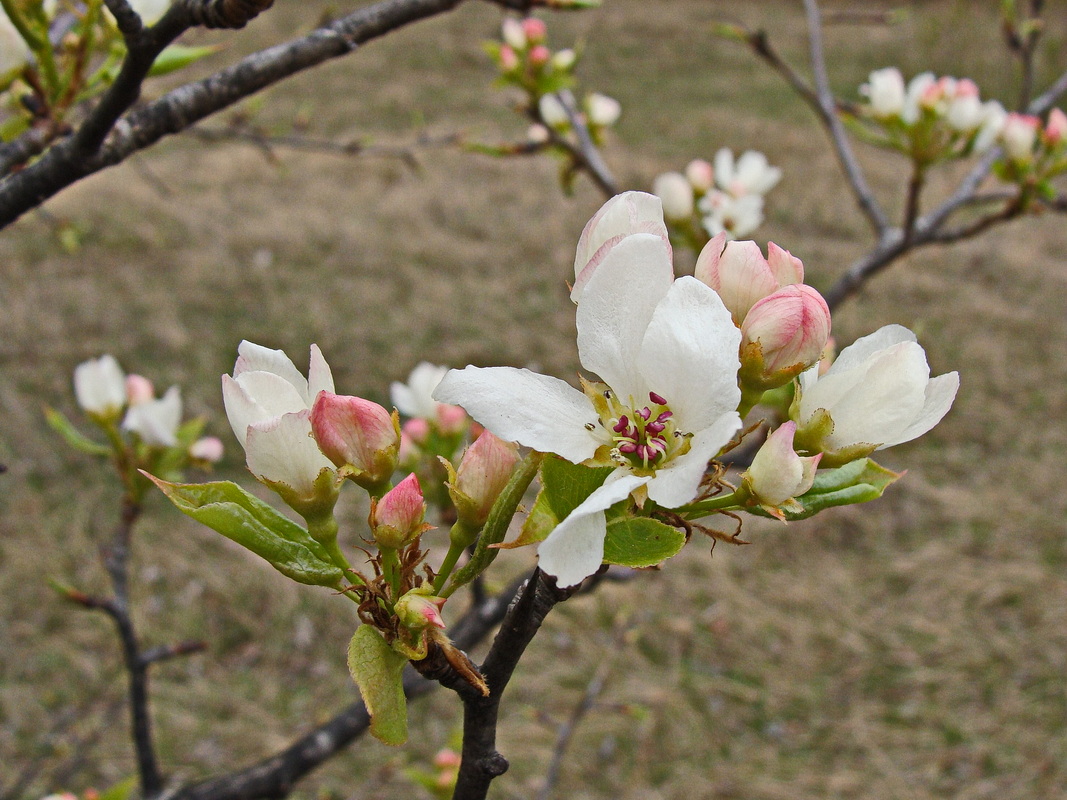 Изображение особи Pyrus ussuriensis.