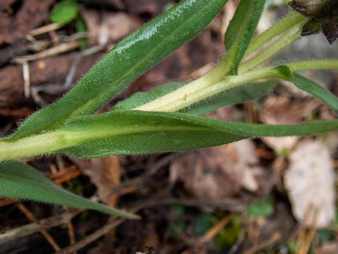 Image of Pulmonaria angustifolia specimen.