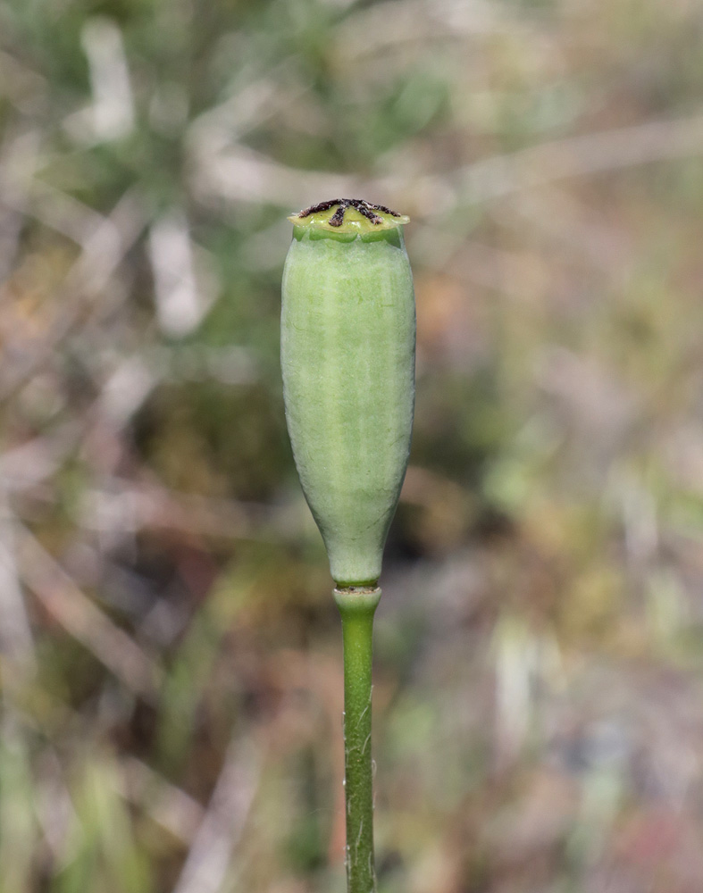 Изображение особи Papaver litwinowii.