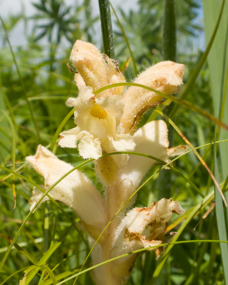 Image of Orobanche owerinii specimen.