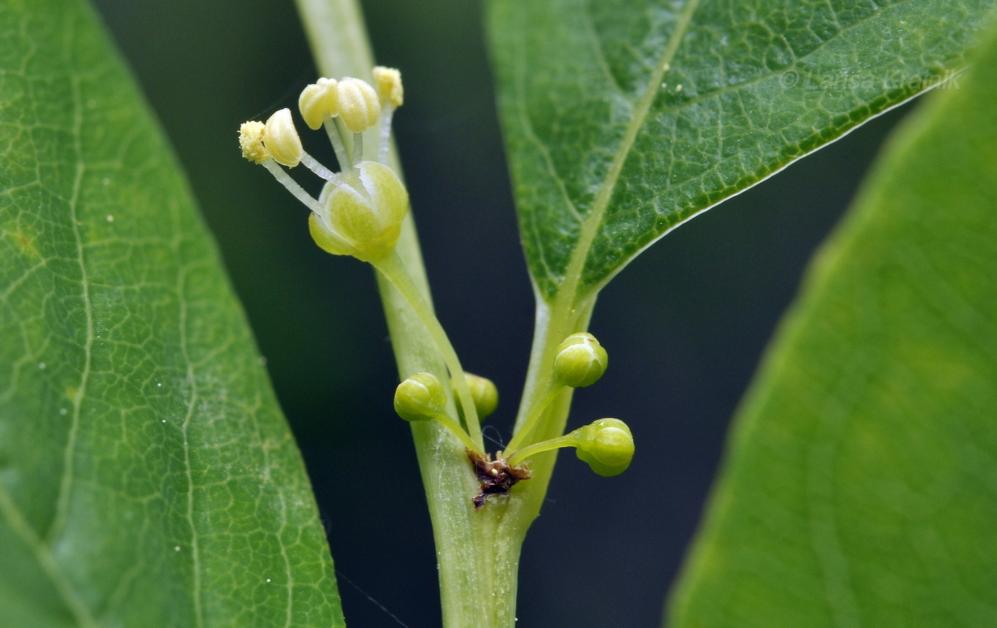 Изображение особи Flueggea suffruticosa.