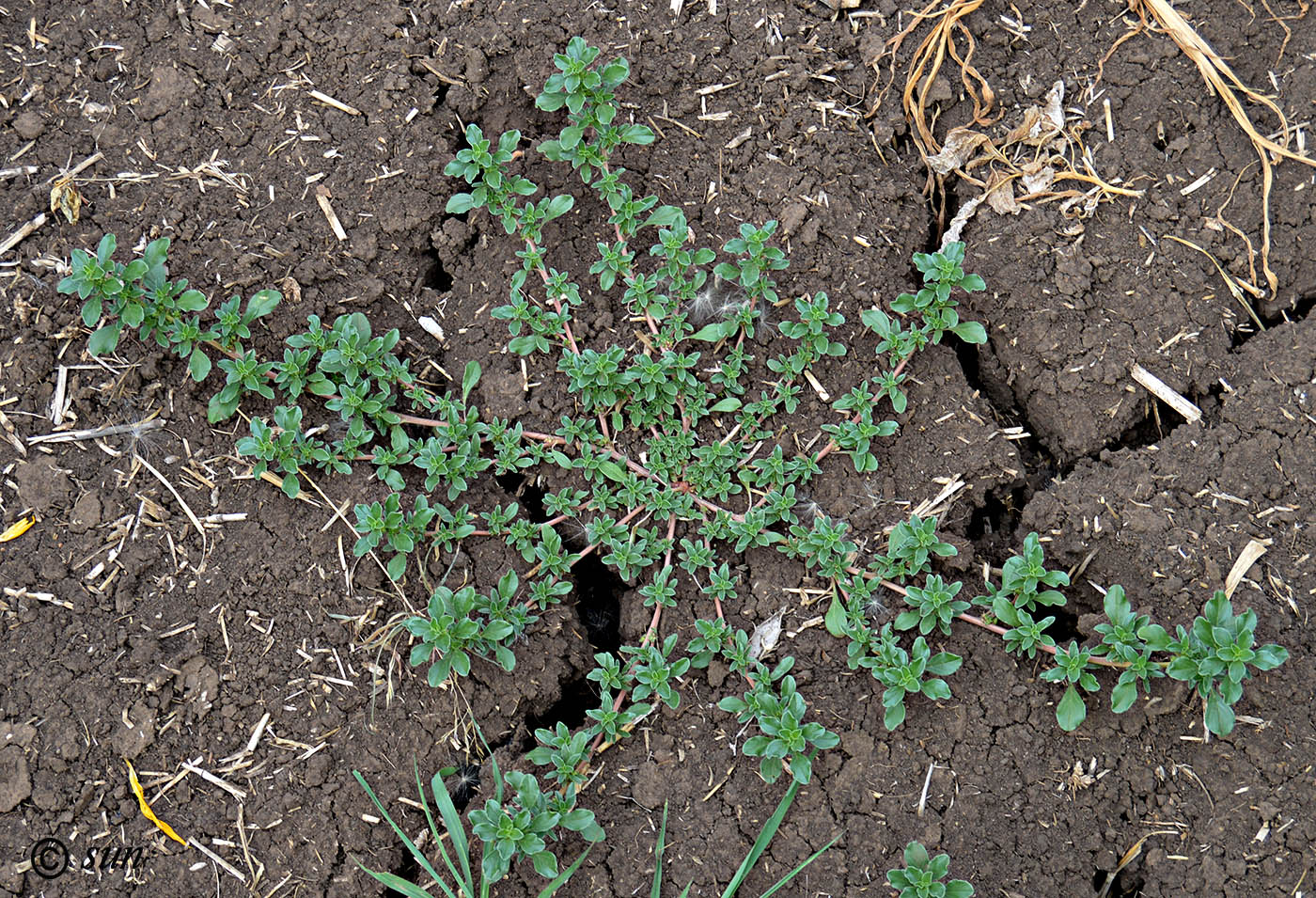 Image of Amaranthus blitoides specimen.