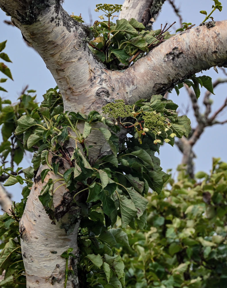 Image of Hydrangea petiolaris specimen.