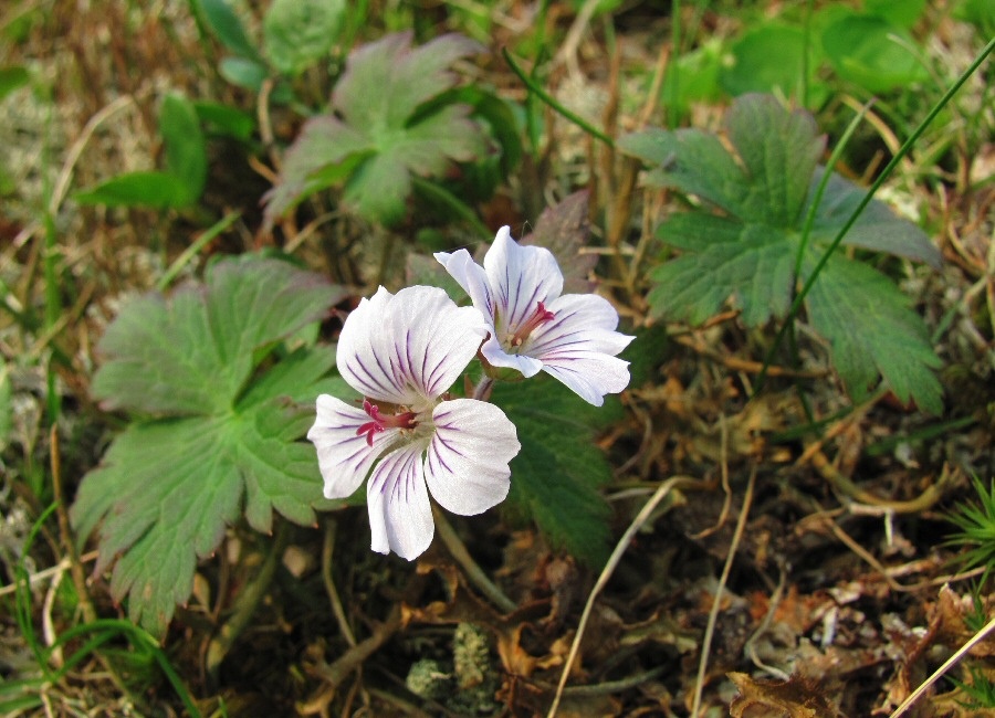 Image of Geranium krylovii specimen.