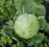 Brassica oleracea разновидность capitata. Растение с погрызенными листьями в состоянии товарной спелости. Московская обл., окр. г. Электрогорск, дачный участок, в культуре. 10.08.2024.