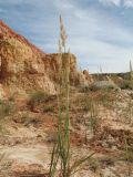 род Calamagrostis. Колосящееся растение. Восточный Казахстан, Зайсанская котловина, ур. Кеин-Кериш, русло дождевого водотока, пестроцветы. 2 июля 2024 г.