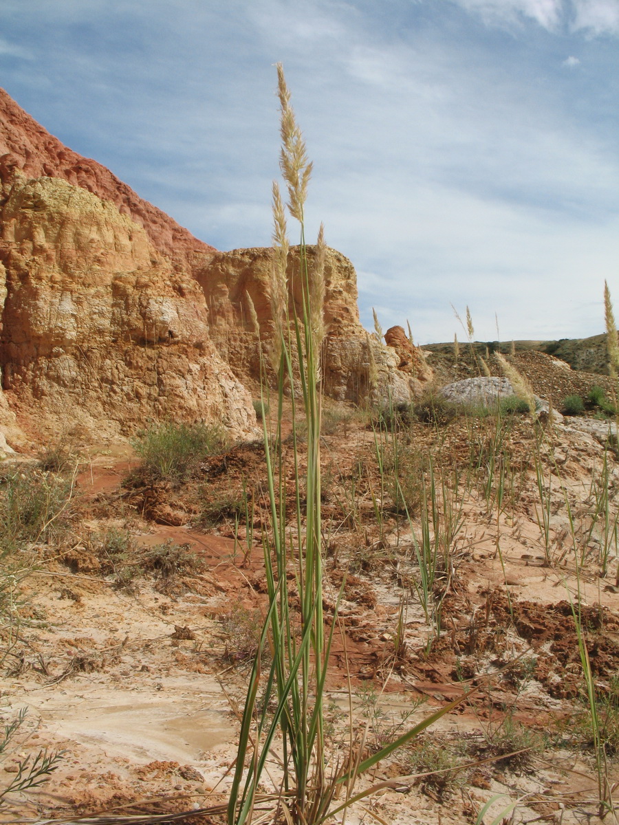 Изображение особи род Calamagrostis.