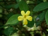 род Jasminum. Верхушка побега с цветком. Крым, Южный Берег, подножие горы Аю-Даг, окр. ПГТ Партенит, парк. 24.05.2024.